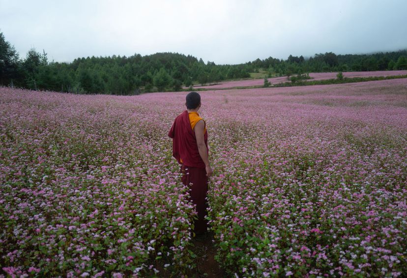 213023_DVD_Lama_BM_01.jpg